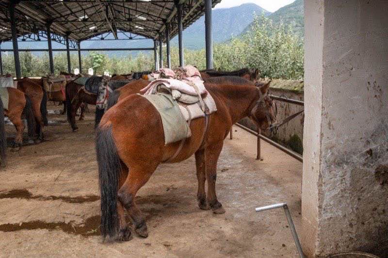 Sattel Ikonic 🔥 - Die ultimative Lösung für Reiter